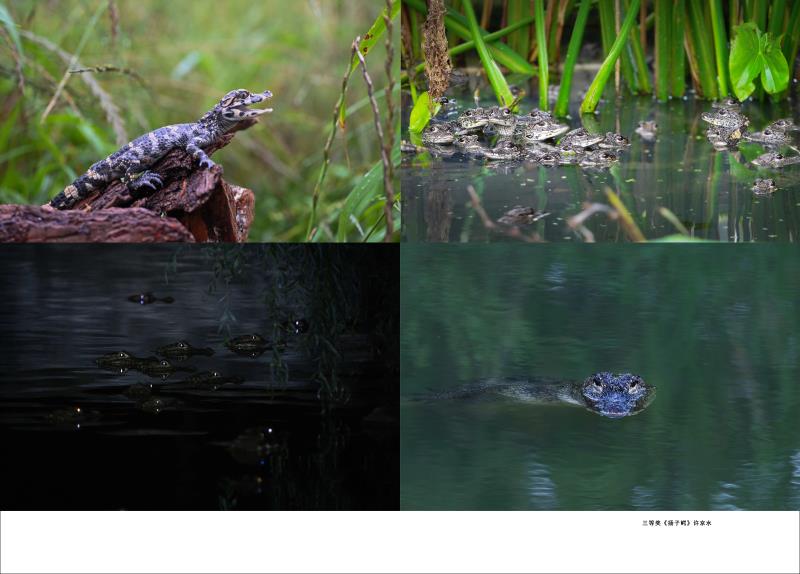 三等奖《扬子鳄》