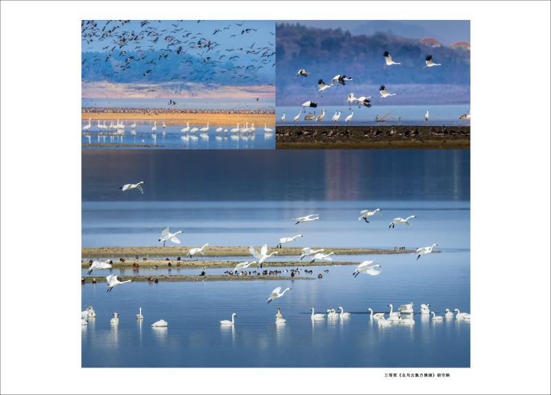 三等奖《众鸟云集万佛湖》